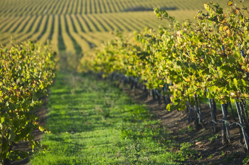Vineyard in Santa Maria California