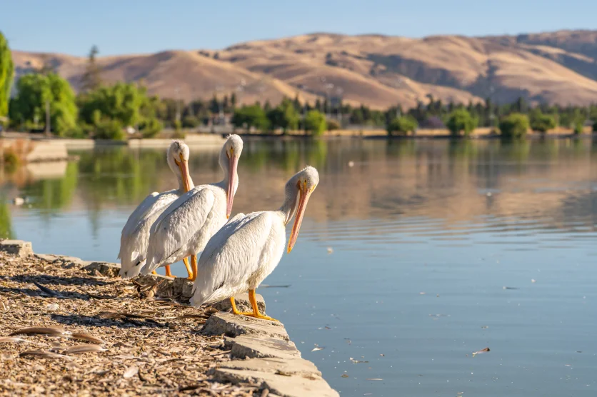 Three white American pelicans stand on the shore of Lake Elizabeth in Fremont Central Park.