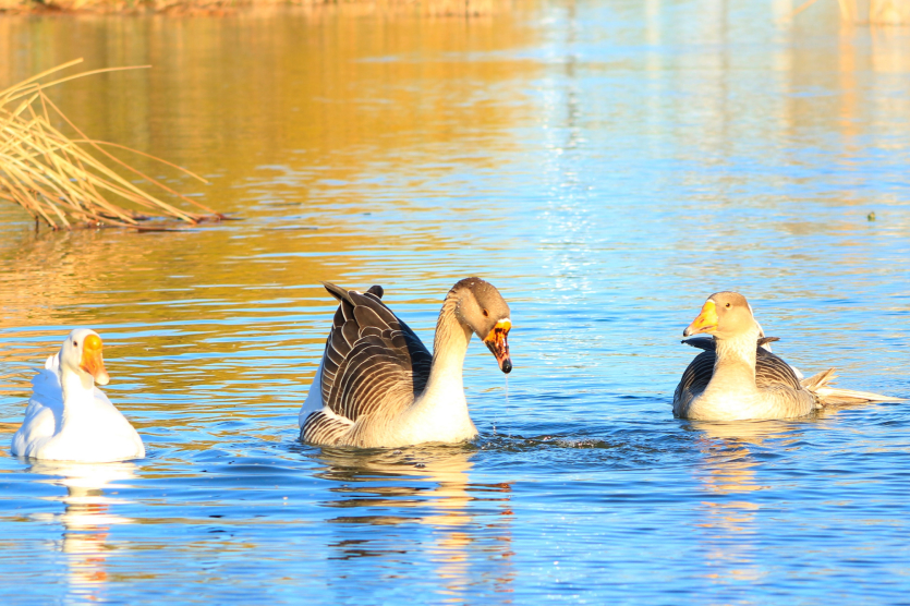 A Taiga Goose with Companions in a Pond on a Sunny Day, Eagle Pass, TX/USA (Jan. 3, 2020)