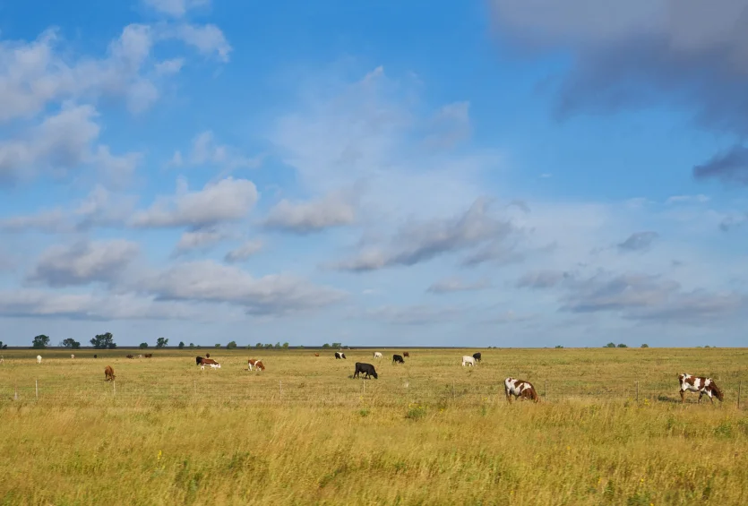 Young Texas Longhorn Cow with white and brown markings – best home insurance in Texas.