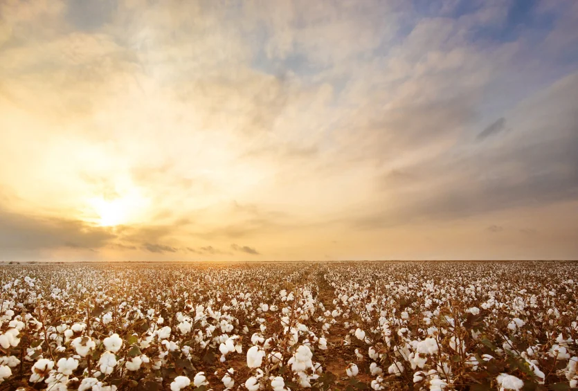 Cotton field in Texas with a sunset in the background.